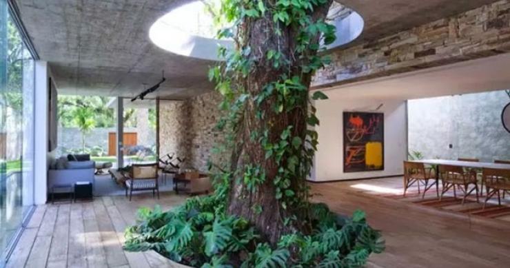 Esta árvore cresce por um buraco no interior de uma casa