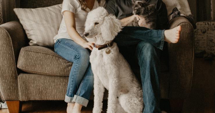 Os animais de estimação podem impedir o arrendamento de casas?
