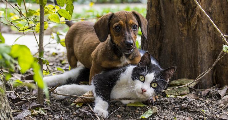 Animais de estimação têm nova lei - guia completo para saber o que está em causa