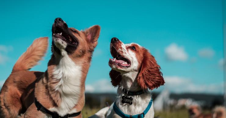 O registo de animais de estimação quanto custa afinal? Mais de 2,50 euros...