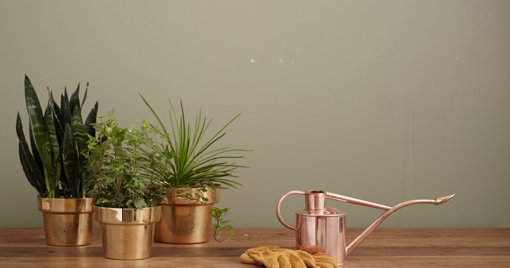 Para os amantes de plantas