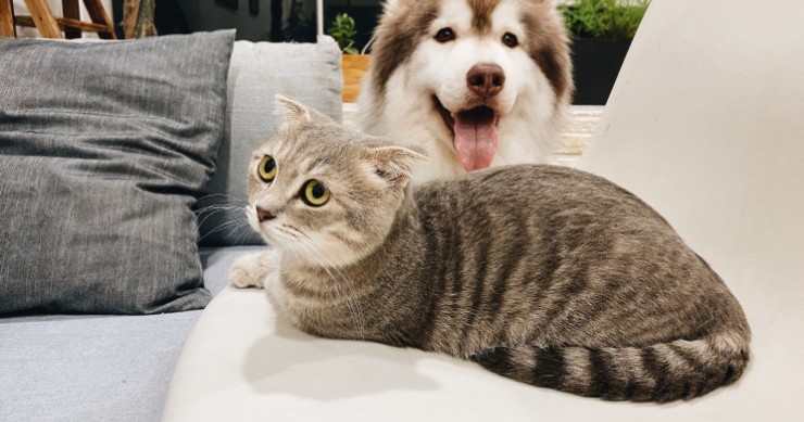 New legislation for pet owners in Portugal / Tran Mau Tri Tam on Unsplash New legislation for pet owners in Portugal / Tran Mau Tri Tam on Unsplash