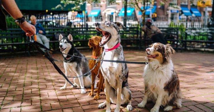 Os animais de estimação e a Covid-19: neste portal há respostas para tudo