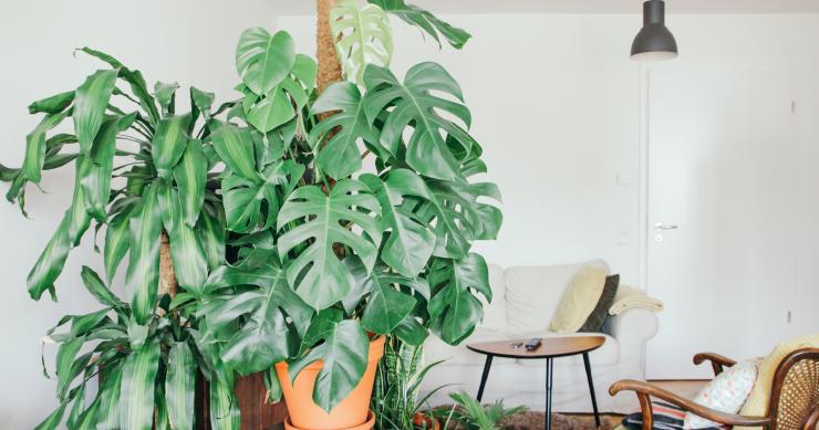 Plantas de interior: as melhores espécies para ter em casa (resistentes e muito fáceis de cuidar)