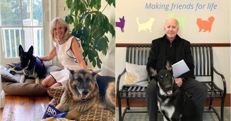 Os cães voltam a viver na Casa Branca com Joe Biden - Champ e Major já estão instalados