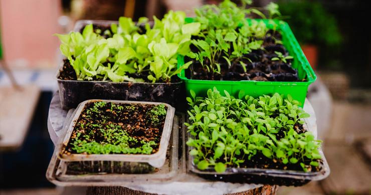 Como criar uma horta em casa: o que plantar e onde para ter produtos saborosos à mesa