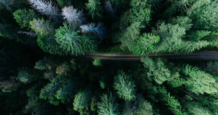 Forests in Portugal