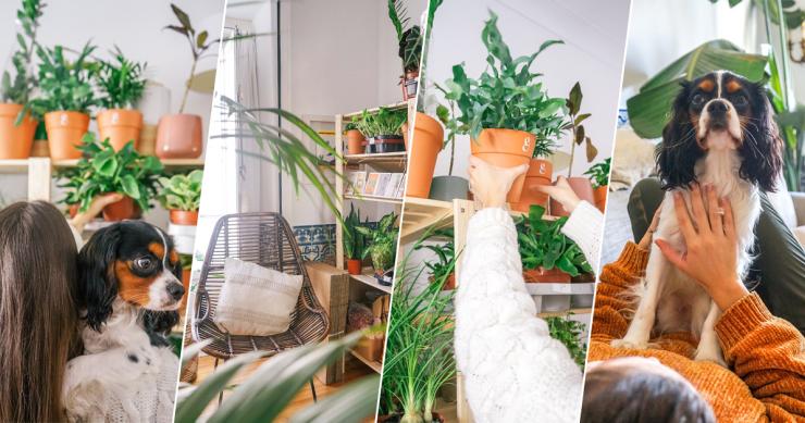 O poder das plantas e dos animais para tornar a vida melhor em casa