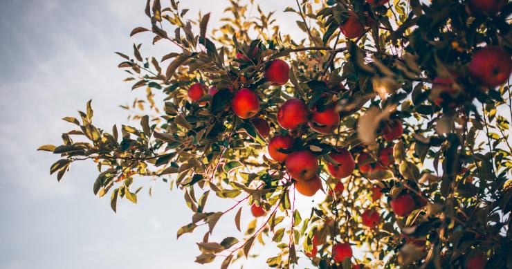 Lisboa vai ter um novo pomar, miradouro e um parque hortícola na zona de Monsanto