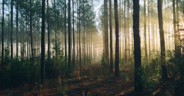 Governo vai adiar prazo para limpar terrenos por causa das chuvas