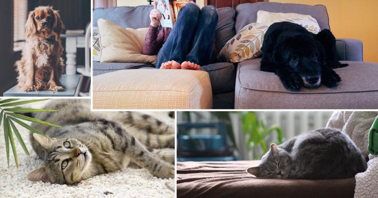 Como evitar que a casa cheire a cão ou que o gato destrua o sofá
