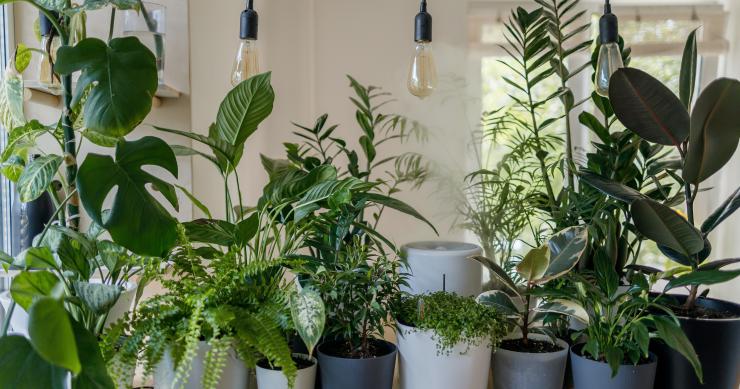 Como cuidar das plantas da casa na primavera