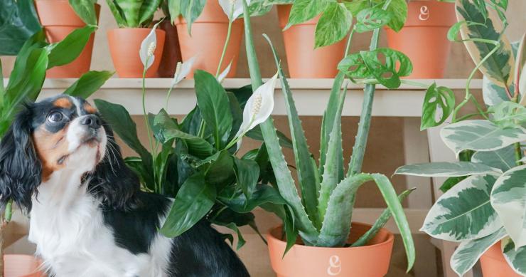 Plantas Pet-Friendly: as espécies mais indicadas para quem tem animais em casa