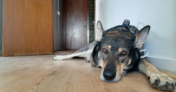 Esta é a história de Lucky - o ‘cãosultor imobiliário’