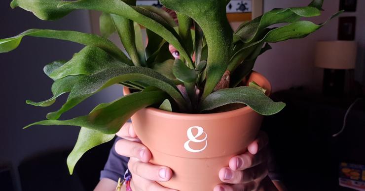O poder das plantas nas crianças: os benefícios de contactar com a natureza ao ar livre ou em casa