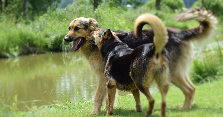 cães no parque