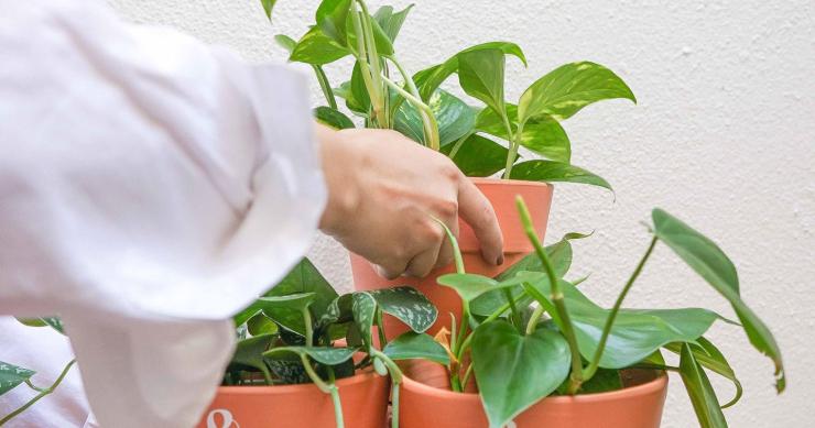Dicas para cuidar das plantas no verão