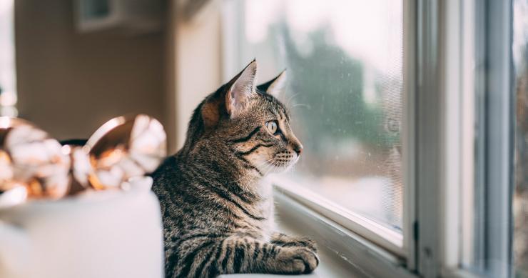 Como preparar a casa para ter um gato