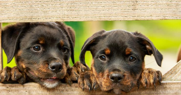 Férias com animais de estimação