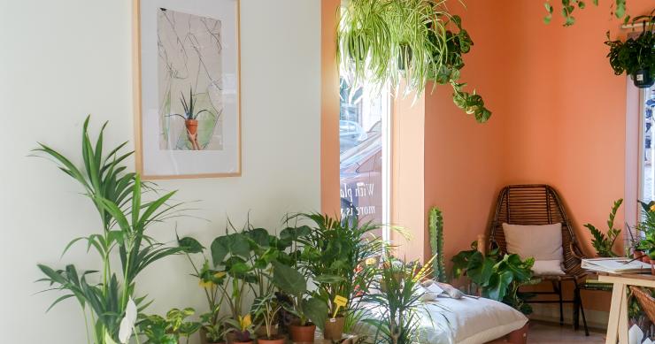 Criar um santuário de plantas em casa