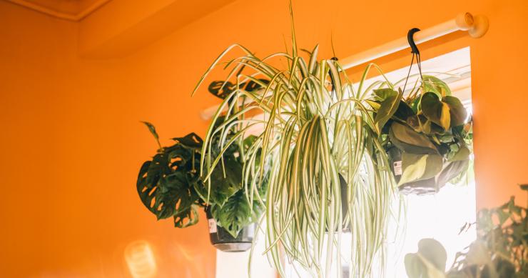6 plantas perfeitas para ter no quarto e melhorar o sono