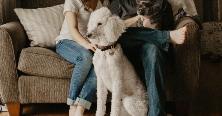 Manter a casa limpa tendo animais de estimação