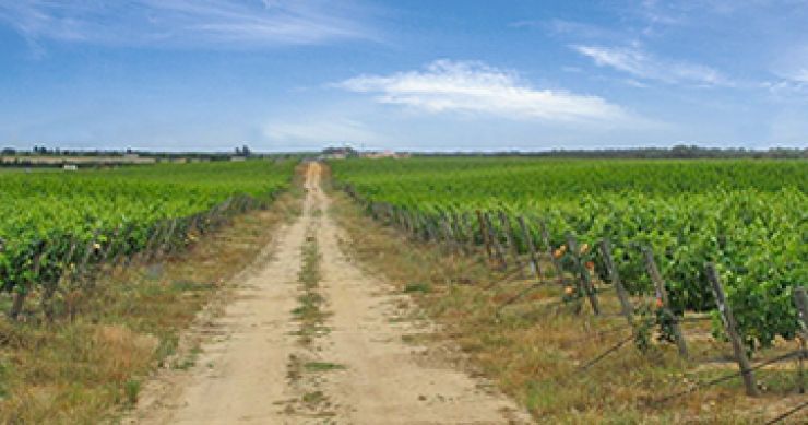 Corticeira Amorim compra Herdade de Rio Frio