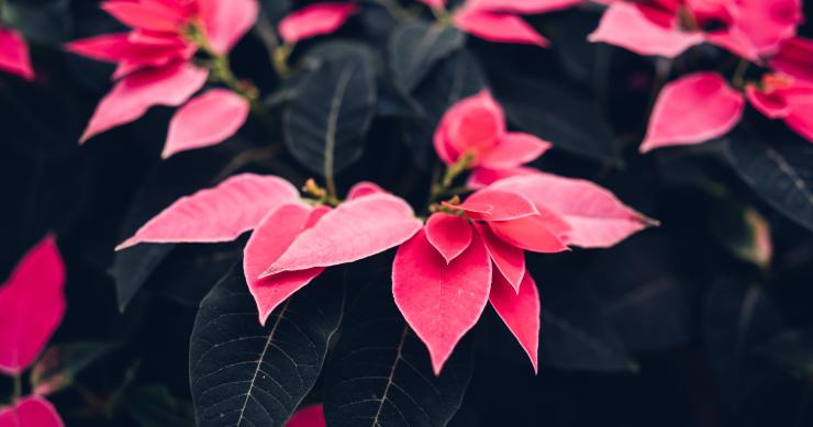 Plantas de Natal para ter em casa já a partir de novembro  