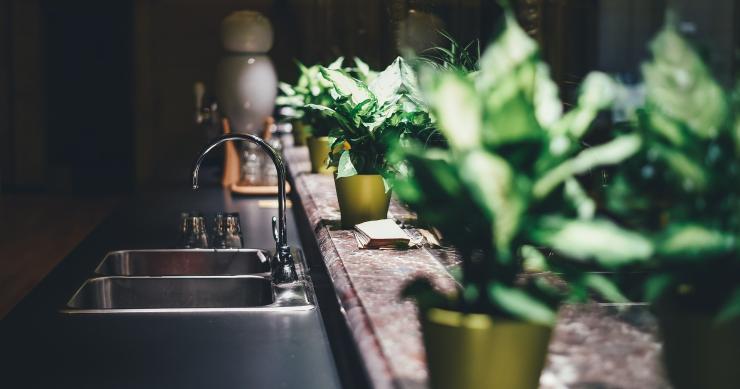Plantas de interior que não precisam de luz