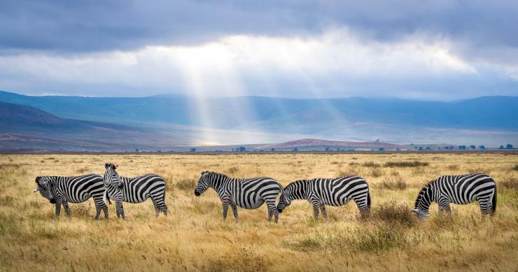 África Safari Park vai nascer em Almodôvar