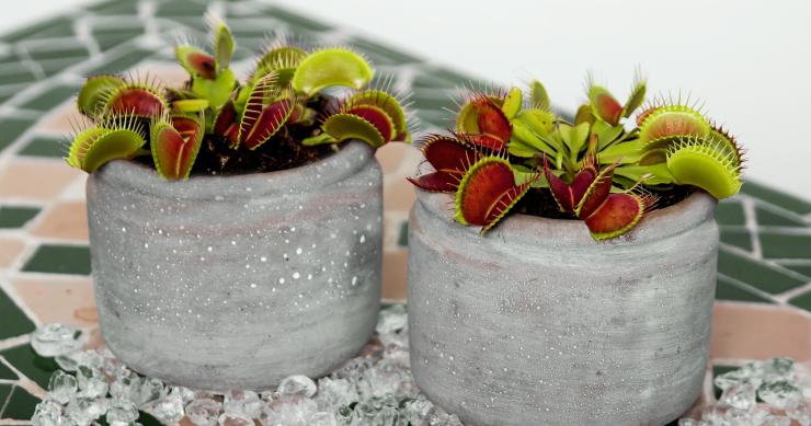 Plantas carnívoras