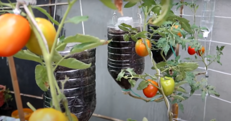 plantar tomates