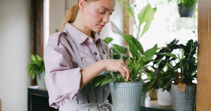 dicas para parar de matar plantas