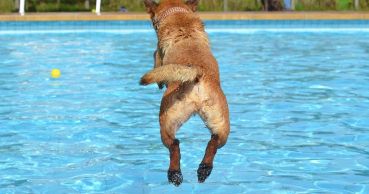 animais de estimação