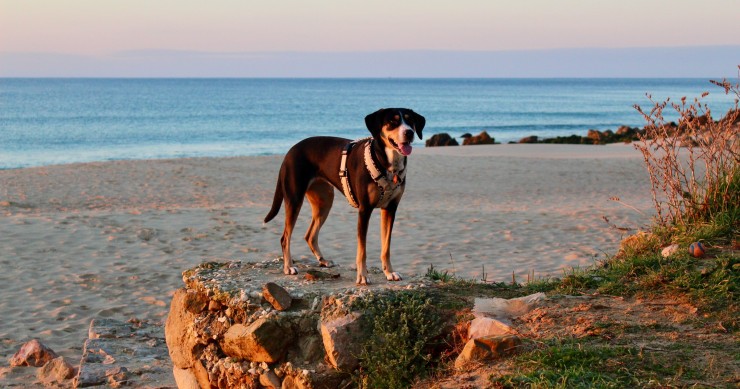 Playas pet-friendly en Portugal