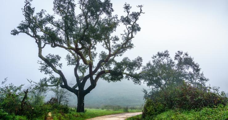 Registo de terrenos no Balcão Único do Prédio está a aumentar