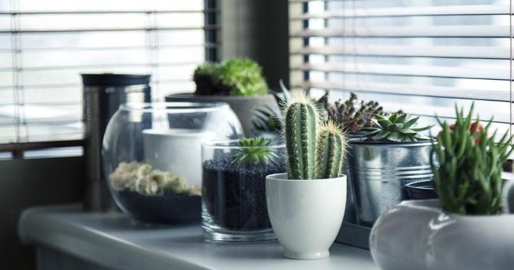 plantas verão
