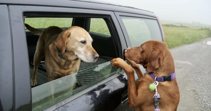 cuidados a ter com animais de estimação