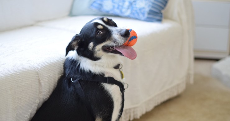 cão com bola na boca