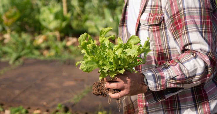 cultivar alfaces