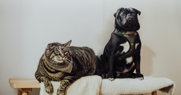 ter animais de estimação em casa
