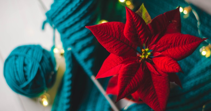 Flor de Natal: a flor da Páscoa que é estrela dos centros de mesa