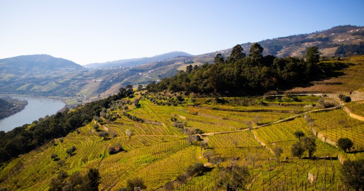 Winnice w Dolinie Douro Winnice w Dolinie Douro