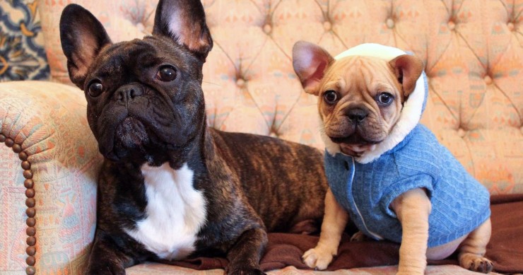 Cães para apartamento