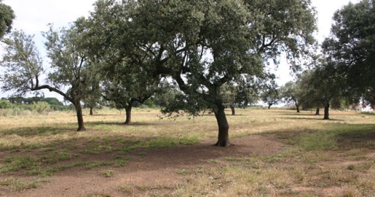 Herdade dos Machados