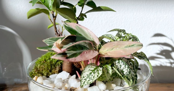 plantas