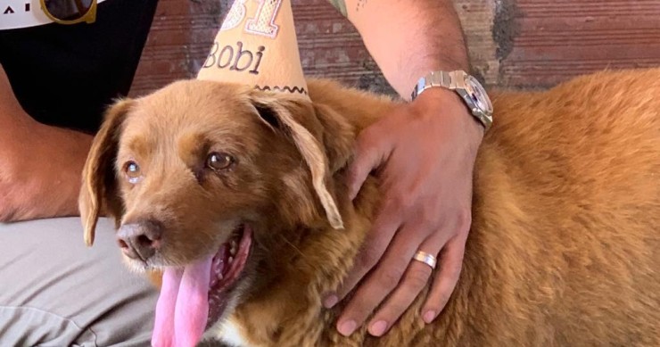 Cão mais velho do mundo