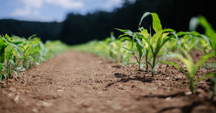 Empresas imobiliárias investem também no setor agrícola