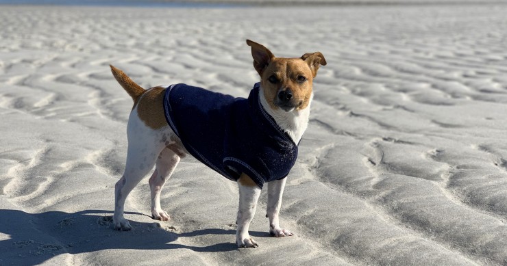 Roupa para cães: na China há modelos refrescantes para ajudar no calor