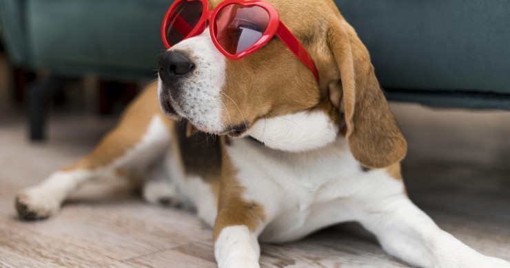 Cuidados com os animais no verão
